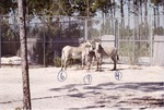 [1950/1970] Two adult and two young Grevy's zebra standing together in their enclosure at Crandon Park Zoo