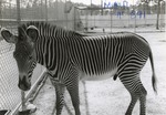 [1950/1970] Grevy's zebra standing by a fence in its enclosure at Crandon Park Zoo