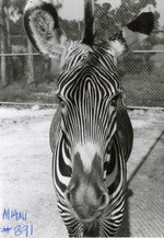 [1950/1970] Close-up of a Grevy's zebra at Crandon Park Zoo