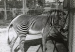 [1950/1970] Grevy's zebra standing beside a fence in its enclosure at Crandon Park Zoo