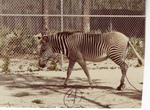 [1950/1970] Grevy's zebra walking in its enclosure at Crandon Park Zoo