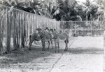 Three Grevy's zebra standing by the fence of their enclosure at Crandon Park Zoo