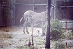 Grevy's zebra and its young standing in their enclosure at Crandon Park Zoo