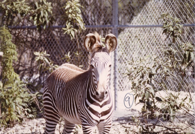 Grevy's zebra standing in its enclosure at Crandon Park Zoo