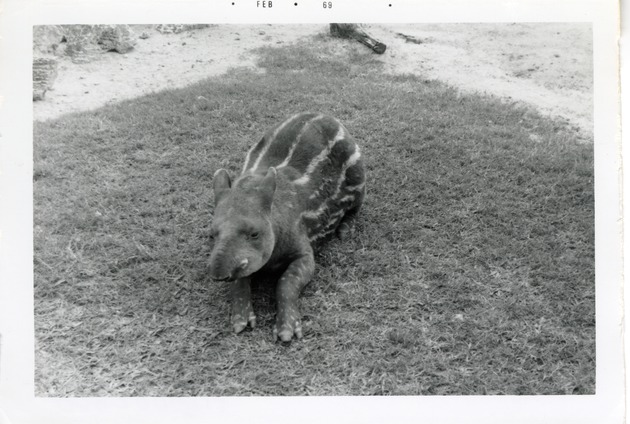 Tapir laying in the grass in its enclosure at Crandon Park Zoo