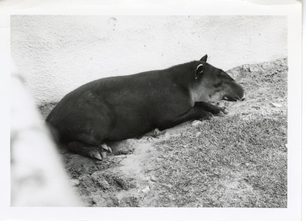 Baird's tapir laying against the wall of its enclosure at Crandon Park Zoo