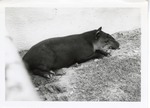 [1950/1970] Baird's tapir laying against the wall of its enclosure at Crandon Park Zoo