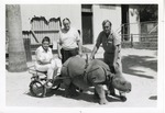 [1950/1970] Young Indian rhinoceros pulling a cart with three zoo staff members at Crandon Park Zoo