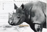 Black rhinoceros in its enclosure at Crandon Park Zoo