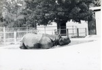 Indian rhinoceros in an enclosure pool at Crandon Park Zoo
