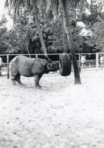 [1950/1970] Indian rhinoceros playing with a tire swing in its enclosure at Crandon Park Zoo