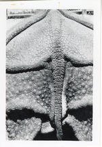 [1950/1970] Hindquarters of an Indian rhinoceros at Crandon Park Zoo