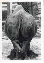 [1950/1970] Hindquarters of a black rhinoceros at Crandon Park Zoo