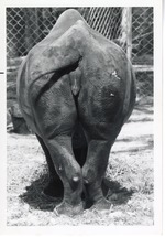 [1950/1970] Black rhinoceros' hindquarters at Crandon Park Zoo