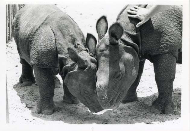 Two young Indian rhinoceros nuzzling together at Crandon Park Zoo