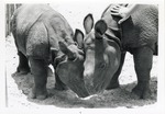 [1950/1970] Two young Indian rhinoceros nuzzling together at Crandon Park Zoo