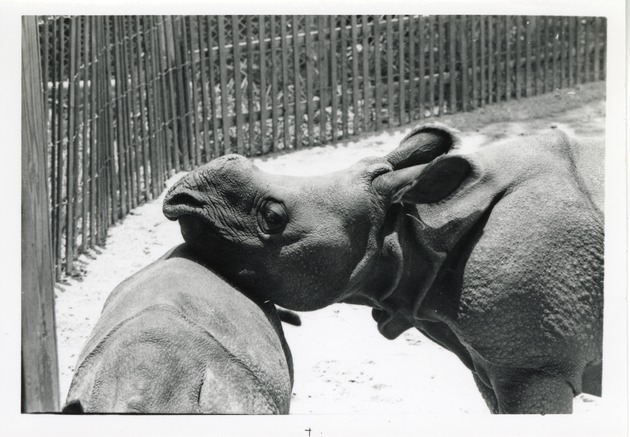 Two young Indian rhinoceros standing together in their enclosure at Crandon Park Zoo