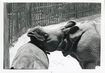 [1950/1970] Two young Indian rhinoceros standing together in their enclosure at Crandon Park Zoo