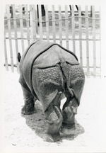 [1950/1970] Indian rhinoceros walking in its enclosure at Crandon Park Zoo