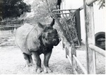 Indian rhinoceros eating hay in its enclosure at Crandon Park Zoo