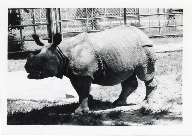 Indian rhinoceros walking in the grass of its enclosure at Crandon Park Zoo