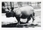 [1950/1970] Indian rhinoceros walking in the grass of its enclosure at Crandon Park Zoo