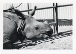 Indian rhinoceros in profile at Crandon Park Zoo