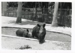 [1950/1970] Two young Indian rhinoceros coming out of enclosure pool at Crandon Park Zoo