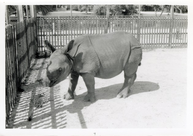 Young Indian rhinoceros standing in its enclosure at Crandon Park Zoo