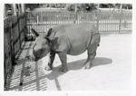 [1950/1970] Young Indian rhinoceros standing in its enclosure at Crandon Park Zoo