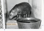 [1950/1970] Pygmy hippopotamus in its small enclosure at Crandon Park Zoo