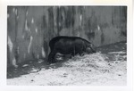 Pygmy hippopotamus eating hay in its enclosure at Crandon Park Zoo