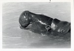 [1950/1970] Pygmy hippopotamus swimming in its enclosure pool at Crandon Park Zoo