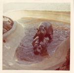 [1950/1970] Two pygmy hippopotamus mating in their enclosure pool at Crandon Park Zoo