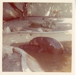 Two pygmy hippopotamus mating in a pool in their enclosure at Crandon Park Zoo