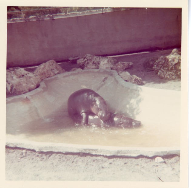 Pygmy hippopotamus mating in the bottom of their enclosure pool at Crandon Park Zoo
