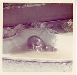 [1950/1970] Pygmy hippopotamus mating in the bottom of their enclosure pool at Crandon Park Zoo