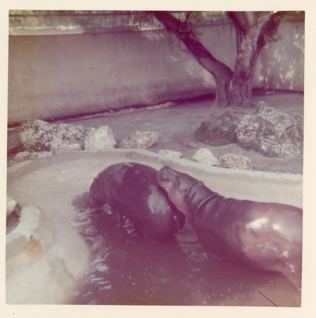 Two pygmy hippopotamus in their enclosure pool  at Crandon Park Zoo