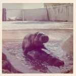 [1950/1970] Pygmy hippopotamus mating in their pool at Crandon Park Zoo