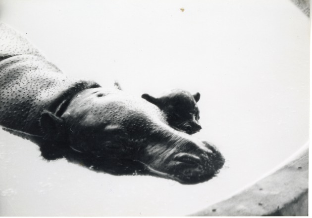 Mother and her young pygmy hippopotamus semi-submerged in pool at Crandon Park Zoo