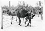 Young and two adult dromedary camels standing in their enclosure at Crandon Park Zoo