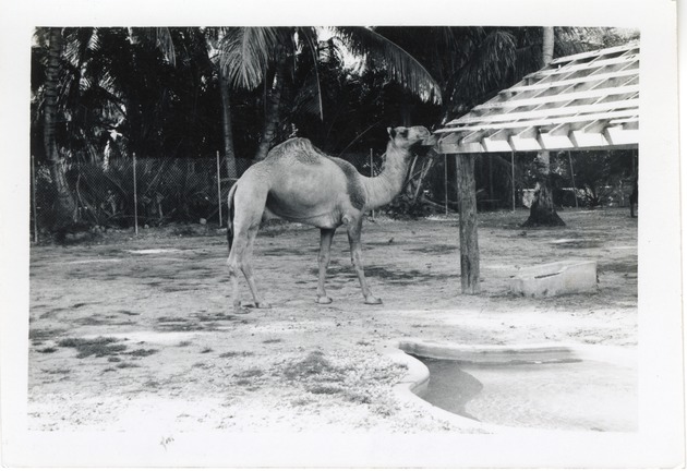 Dromedary camel walking in its enclosure at Crandon Park Zoo