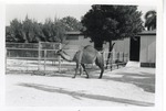 Dromedary camel in its enclosure walking beside the fence at Crandon Park Zoo