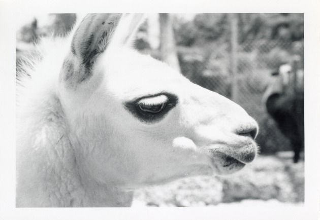 Close-up of a llama at Crandon Park Zoo