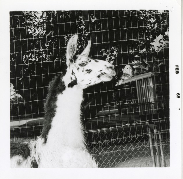 Llama beside a fence in its enclosure at Crandon Park Zoo