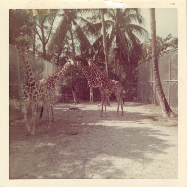 Herd of reticulated giraffes in their enclosure at Crandon Park Zoo