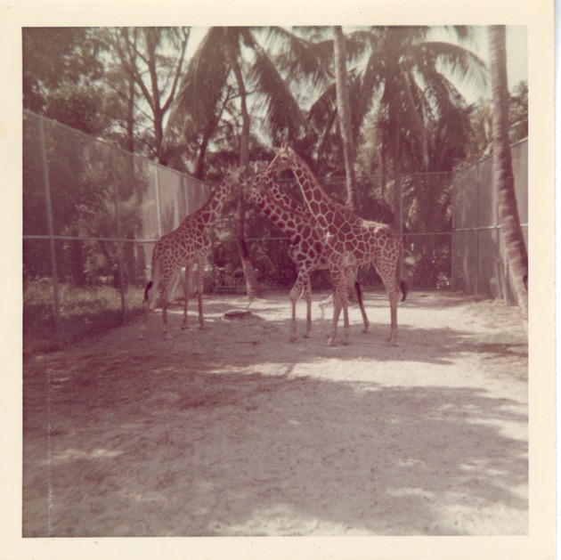 Herd of reticulated giraffes gathered together in their enclosure at Crandon Park Zoo
