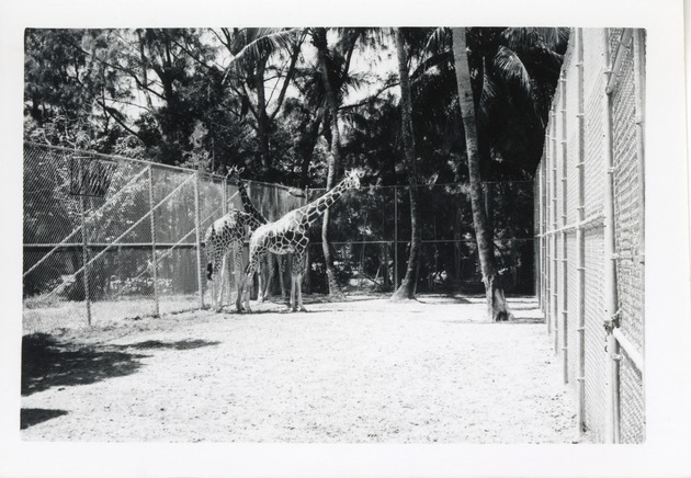 Three reticulated giraffes in their enclosure at Crandon Park Zoo