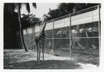 [1950/1970] Young reticulated giraffe standing in its enclosure at Crandon Park Zoo
