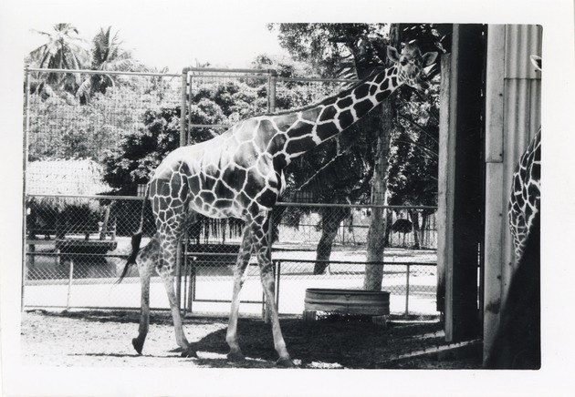 Reticulated giraffe standing in its enclosure at Crandon Park Zoo